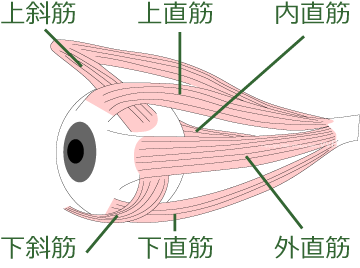 眼筋は上直筋、下直筋、内側直筋、外側直筋、上斜筋、下斜筋の６本あります。