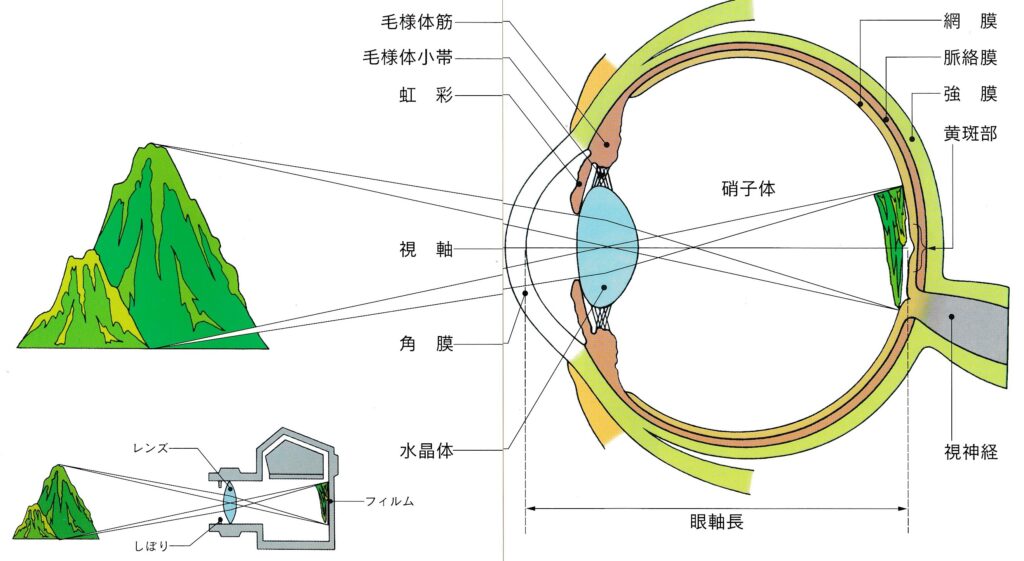 物が見えるしくみ