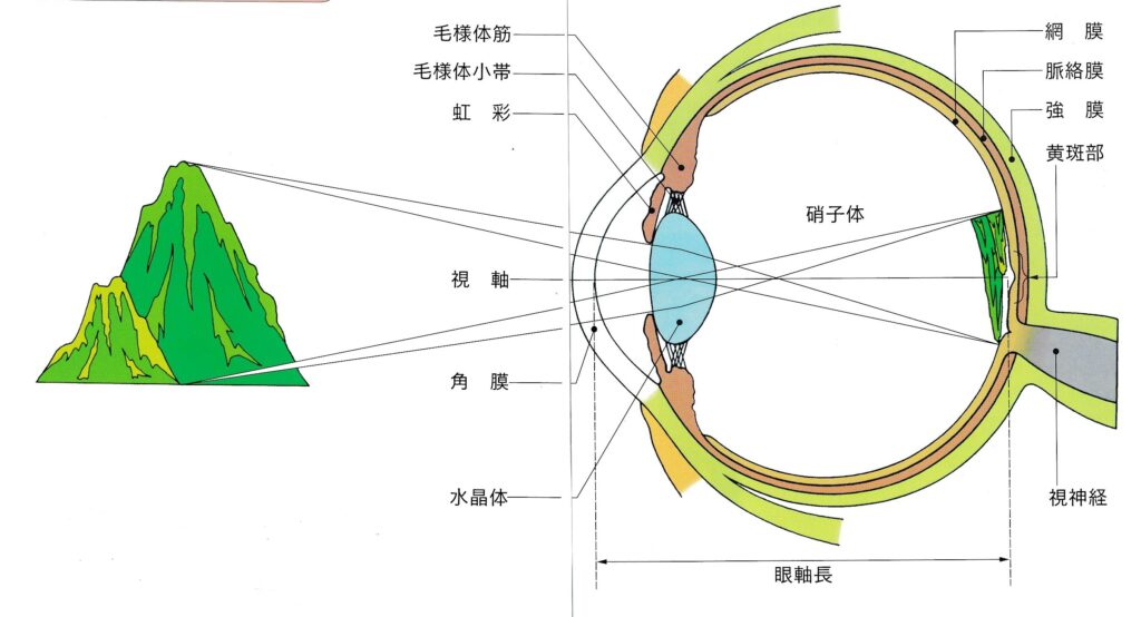 物が見えるしくみ