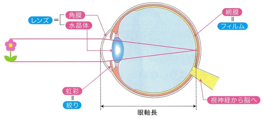 目の物を見る構造