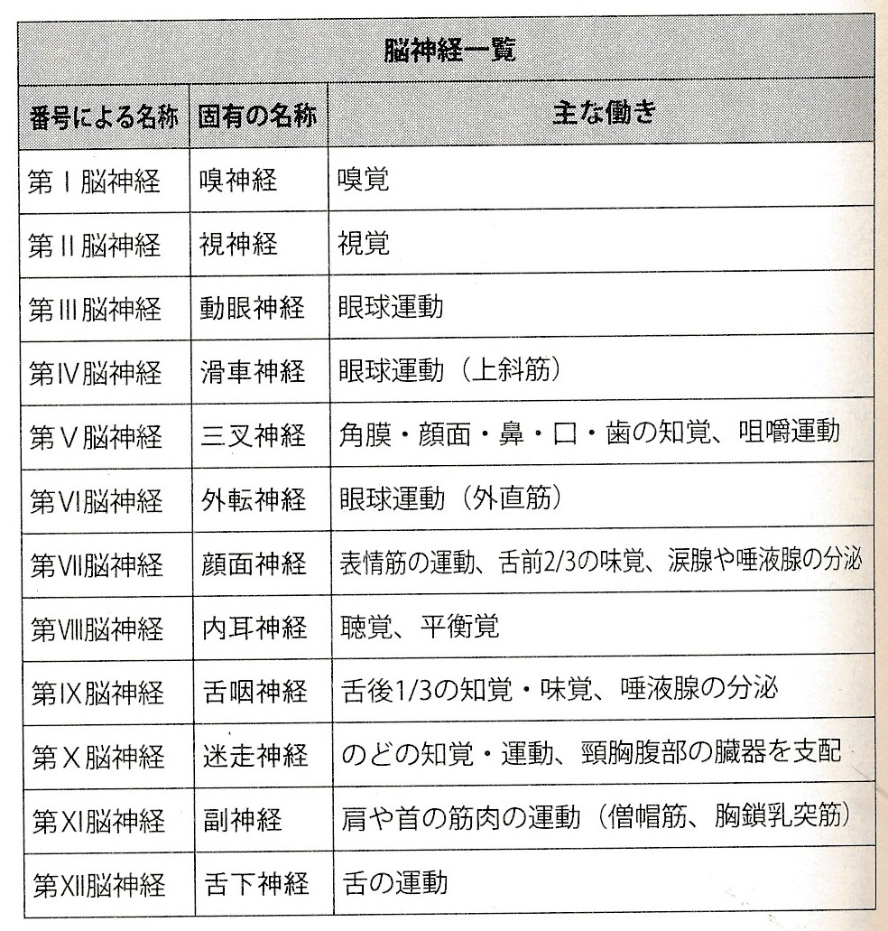 大脳神経12対表