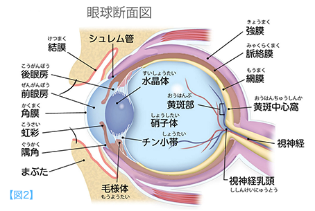 目の部位