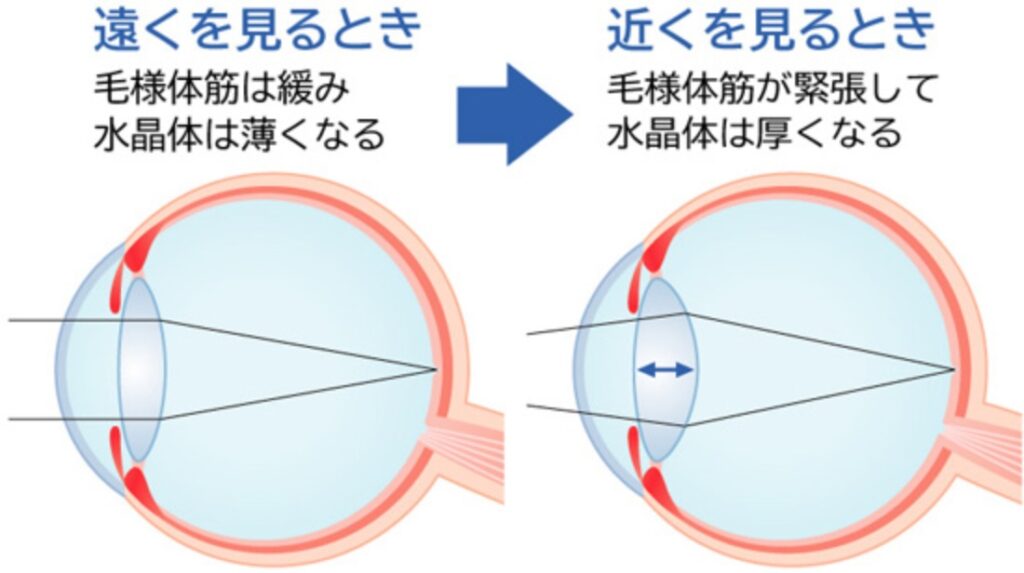 目のピント合わせ