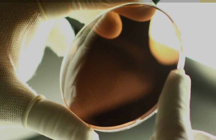 タレックス偏光レンズ