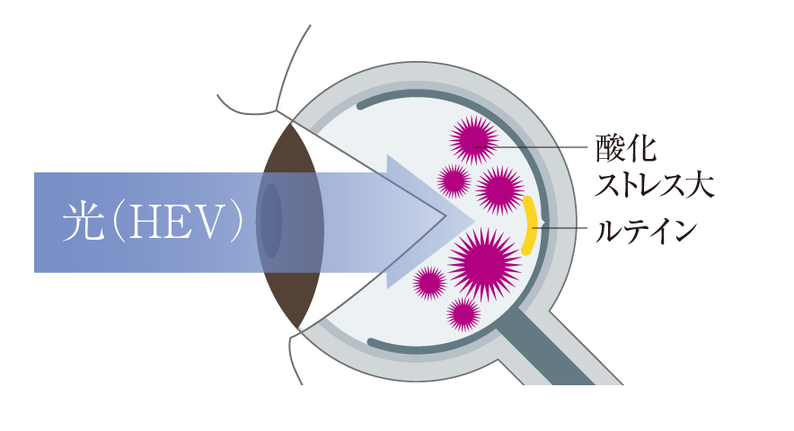 東海光学より引用