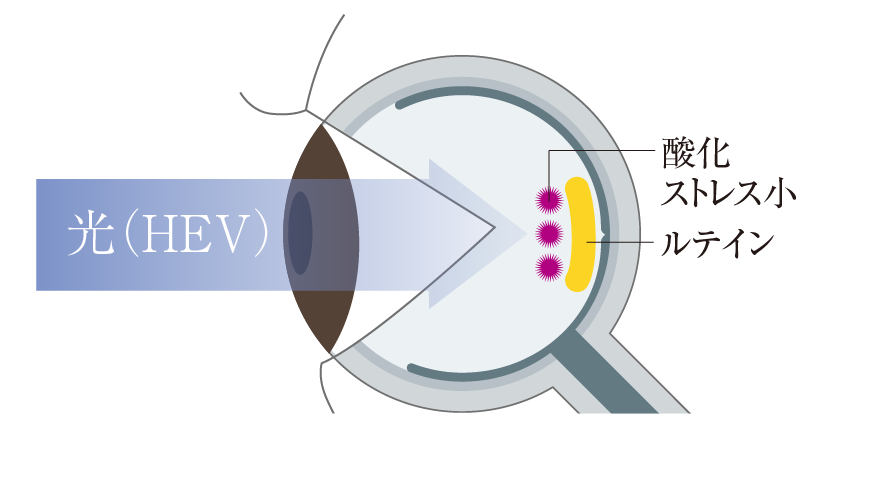 東海光学より引用