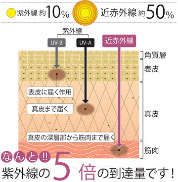紫外線、赤外線が皮膚に与える影響